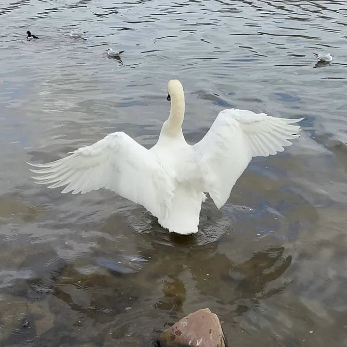 Swan Wing Journal Jewelry